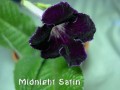 dimetris.com.ua:альбомы:тату:midnight_satin.jpg