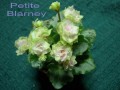 dimetris.com.ua:альбомы:тату:petite_blarney.jpg