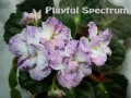 dimetris.com.ua:альбомы:тату:playful_spectrum.jpg