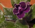 dimetris.com.ua:альбомы:тату:rodeo_roper.jpg