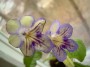 dimetris.com.ua:альбомы:тату:seren.jpg