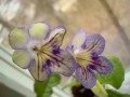 dimetris.com.ua:альбомы:тату:seren.jpg
