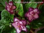 dimetris.com.ua:альбомы:тату:silverglade_jingles.jpg