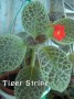 dimetris.com.ua:альбомы:тату:tiger_stripe.jpg