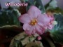 dimetris.com.ua:альбомы:тату:willodene.jpg