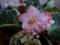 dimetris.com.ua:альбомы:тату:willodene.jpg