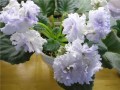 dimetris.com.ua:альбомы:фиалочка_23:ек-снежное_кружево.jpg