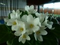 dimetris.com.ua:альбомы:юлия_черкассы:безымяная_любимица.jpg