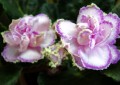 dimetris.com.ua:альбомы:юлия_черкассы:ек-экзотика.jpg
