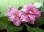dimetris.com.ua:альбомы:юлия_черкассы:кот_леопольд.jpg