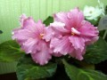 dimetris.com.ua:альбомы:юлия_черкассы:кот_леопольд.jpg
