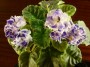 dimetris.com.ua:альбомы:юлия_черкассы:летняя_ночь.jpg