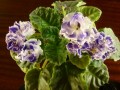 dimetris.com.ua:альбомы:юлия_черкассы:летняя_ночь.jpg