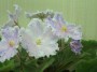 dimetris.com.ua:альбомы:юлия_черкассы:ле-милки_уэй.jpg