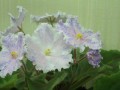 dimetris.com.ua:альбомы:юлия_черкассы:ле-милки_уэй.jpg