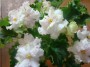 dimetris.com.ua:альбомы:юлия_черкассы:ян-танюшка.jpg