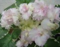 dimetris.com.ua:альбомы:юлия_черкассы:alys_key_lime_pie.jpg