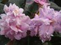 dimetris.com.ua:альбомы:юлия_черкассы:fredettes_summer_showers.jpg