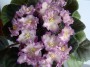 dimetris.com.ua:альбомы:юлия_черкассы:hawaiian_pearle.jpg
