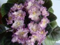 dimetris.com.ua:альбомы:юлия_черкассы:hawaiian_pearle.jpg