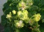 dimetris.com.ua:альбомы:юлия_черкассы:irish_cream.jpg