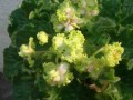 dimetris.com.ua:альбомы:юлия_черкассы:irish_cream.jpg