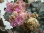 dimetris.com.ua:альбомы:юлия_черкассы:island_rose.jpg