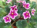 dimetris.com.ua:альбомы:юлия_черкассы:optimara_everlove.jpg