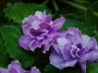 dimetris.com.ua:альбомы:юлия_черкассы:petticoat_promenade.jpg