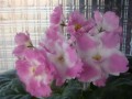 dimetris.com.ua:альбомы:юлия_черкассы:pink_pearls.jpg