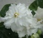dimetris.com.ua:альбомы:юлия_черкассы:rhapsody_in_white.jpg