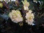 dimetris.com.ua:альбомы:юлия_черкассы:rose_buddies.jpg