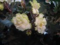 dimetris.com.ua:альбомы:юлия_черкассы:rose_buddies.jpg