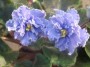 dimetris.com.ua:альбомы:юлия_черкассы:ruffled_skies.jpg