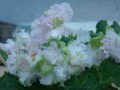 dimetris.com.ua:альбомы:юлия_черкассы:ruffles_n_lase.jpg