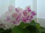 dimetris.com.ua:альбомы:юлия_черкассы:silverglade_flirts.jpg