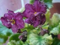 dimetris.com.ua:альбомы:юлия_черкассы:sparkleberry.jpg