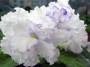 dimetris.com.ua:альбомы:alena:arctic_frost.jpg