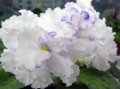 dimetris.com.ua:альбомы:alena:arctic_frost.jpg