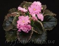 dimetris.com.ua:альбомы:alena:dolores_raspberry_sundae.jpg