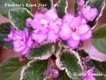 dimetris.com.ua:альбомы:alena:fredettes_risen_star.jpg