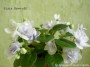 dimetris.com.ua:альбомы:alena:pixie_show-off.полумини.jpg
