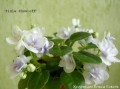 dimetris.com.ua:альбомы:alena:pixie_show-off.полумини.jpg