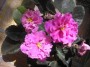 dimetris.com.ua:альбомы:almeris:ек-богиня_красоты.jpg
