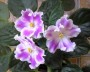 dimetris.com.ua:альбомы:almeris:летняя_ночь.jpg