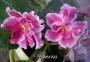 dimetris.com.ua:альбомы:almeris:петербург.jpg