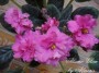 dimetris.com.ua:альбомы:almeris:alamo_glow.jpg