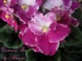 dimetris.com.ua:альбомы:almeris:crimson_ice.jpg