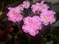 dimetris.com.ua:альбомы:almeris:dolores_raspberry_sundae.jpg
