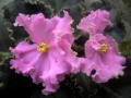 dimetris.com.ua:альбомы:almeris:dolores_raspberry_sundae_3.jpg